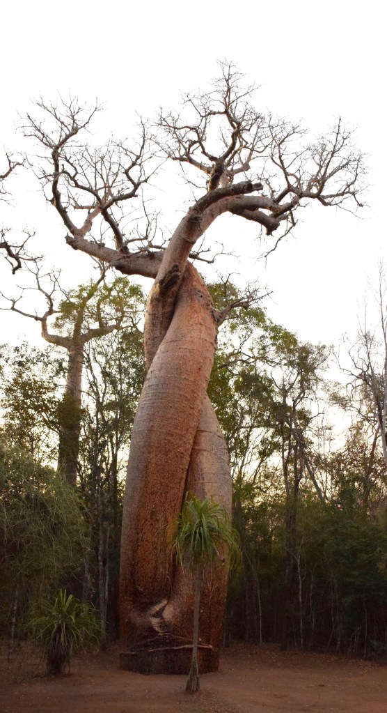 Baobab im Camp Amoureux