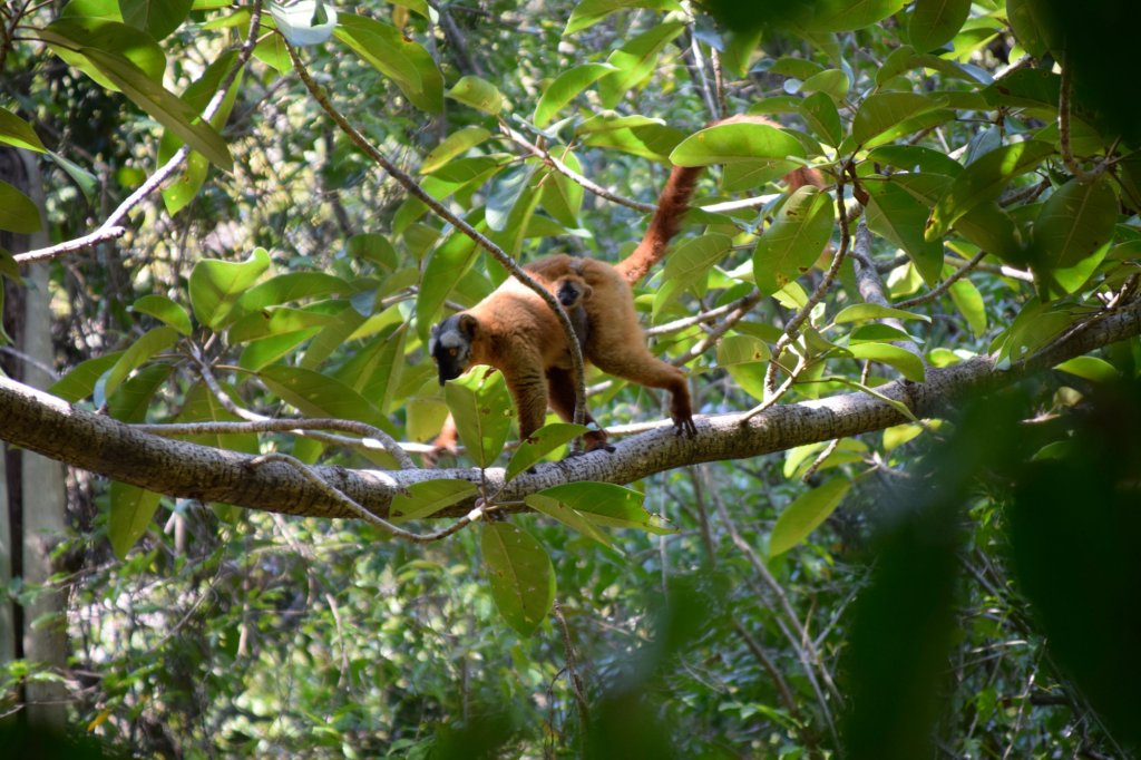 Brauner Maki mit Baby