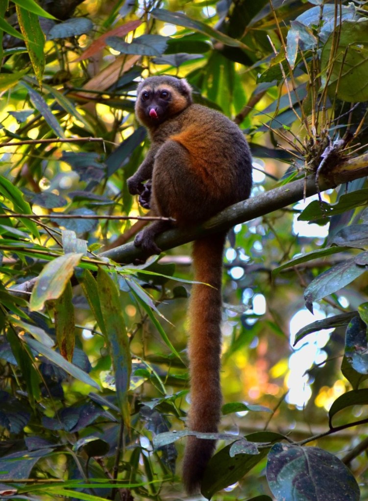 Golden Bambus Lemur Madagaskar